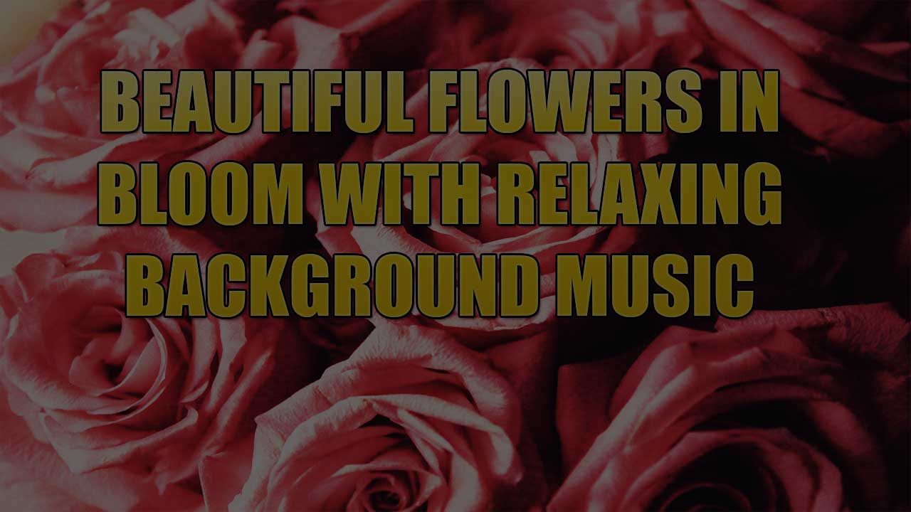 Collection Of Beautiful Flowers in Bloom With Relaxing Background Music.