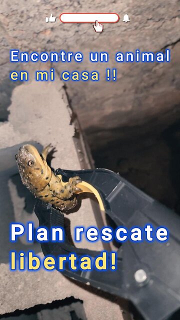 "¡Rescate un animal atrapado en un hueco! 🦎💦"