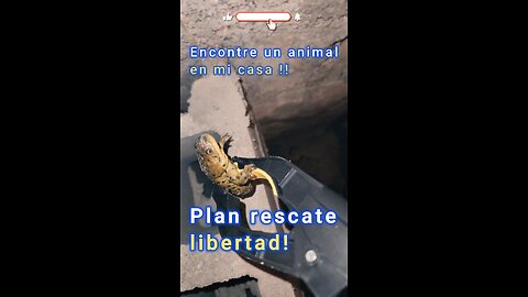 "¡Rescate un animal atrapado en un hueco! 🦎💦"