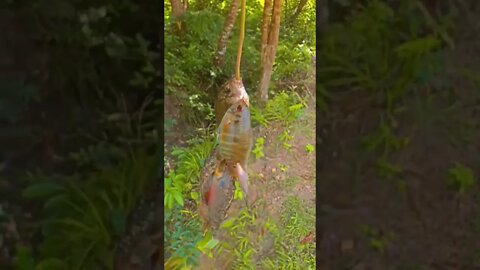 pesca finalizada 🎣#shorts