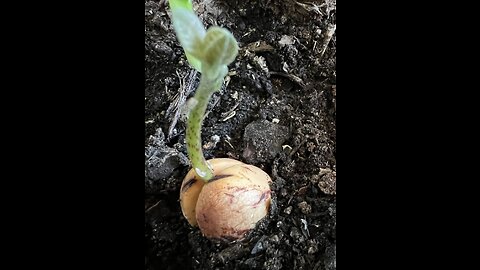 Avocado pit to plant.