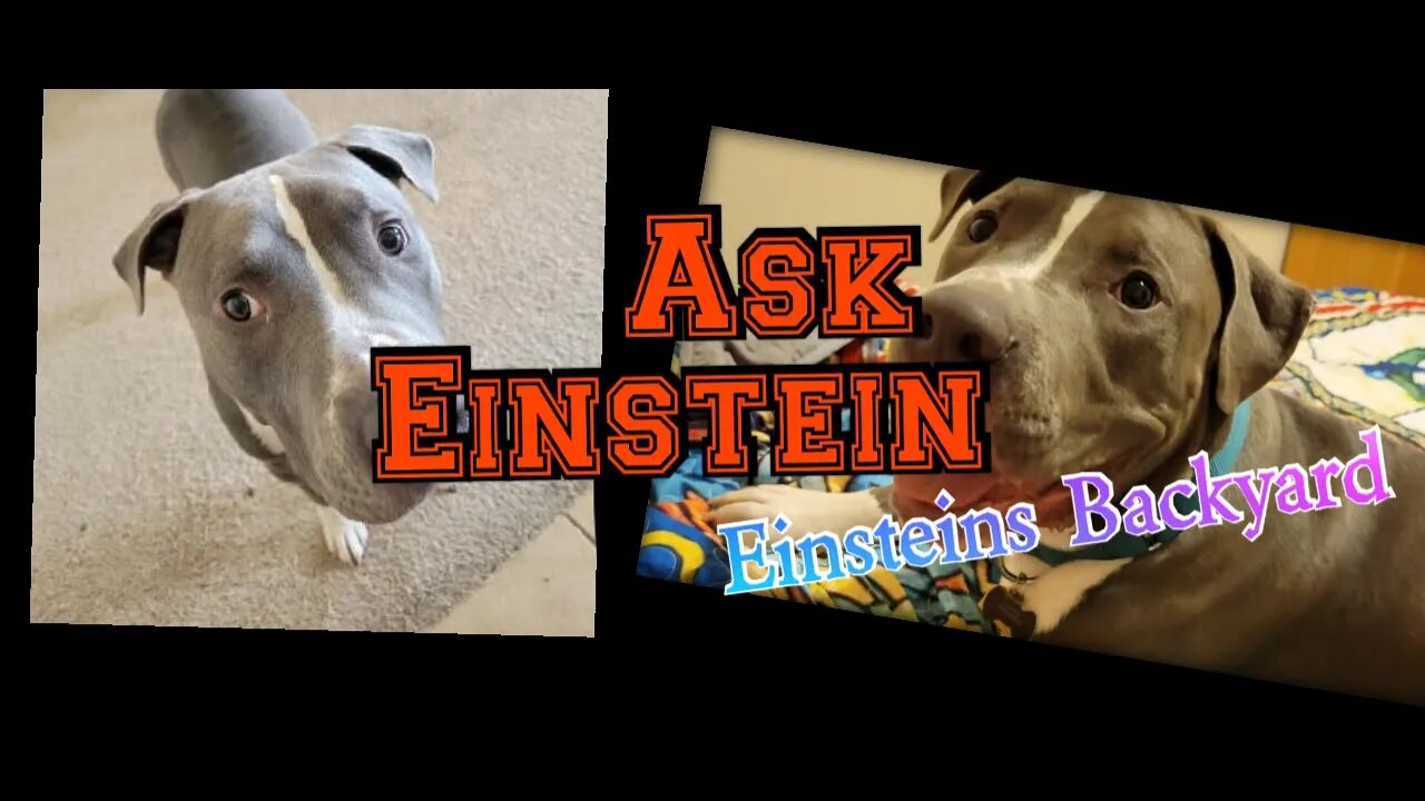 Einsteins Backyard Ep 8 Ask Einstein - Does Einstein Swim?