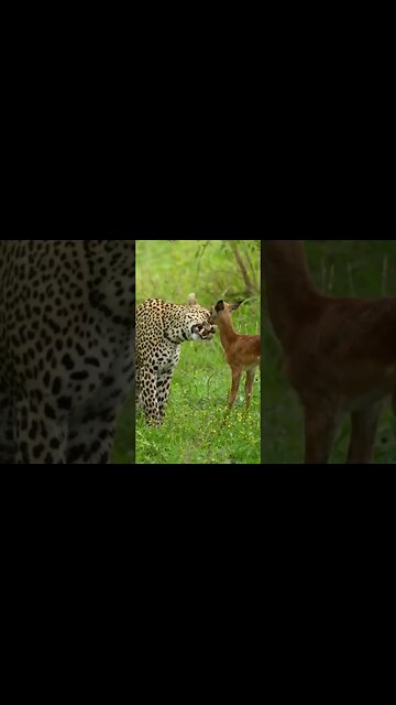 Leopard vs baby Deer