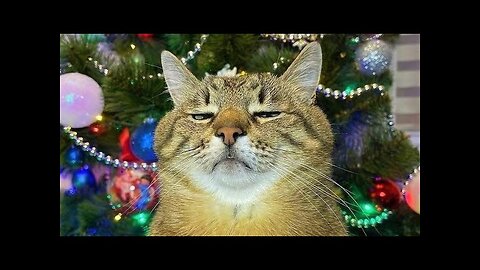 Funny animals - Funny cats dogs - Funny animal videos