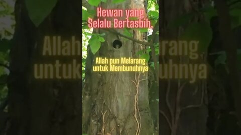 Hewan yang Selalu Bertasbih, Allah pun Melarang untuk Membunuhnya #shorts