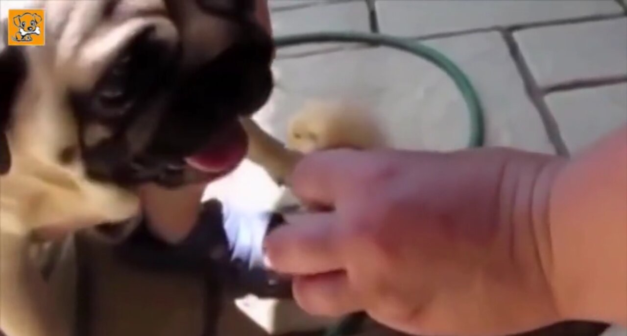 UNUSUAL FRIENDSHIPS YOU`VE NEVER SEEN BEFORE 😮😮😮