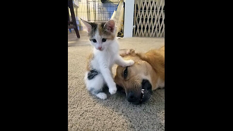 "Furry Follies: Hilarious Cat and Dog Capers!"