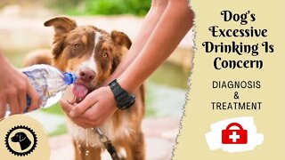 Dog’s Excessive Drinking Is Concern | DOG HEALTH 🐶 #BrooklynsCorner