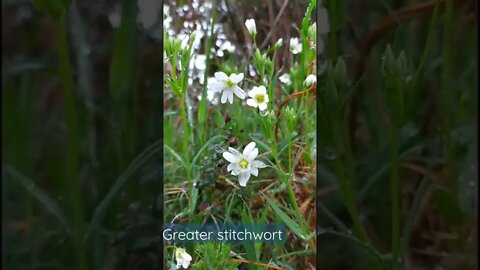 Greater stitchwort flowers in the rain