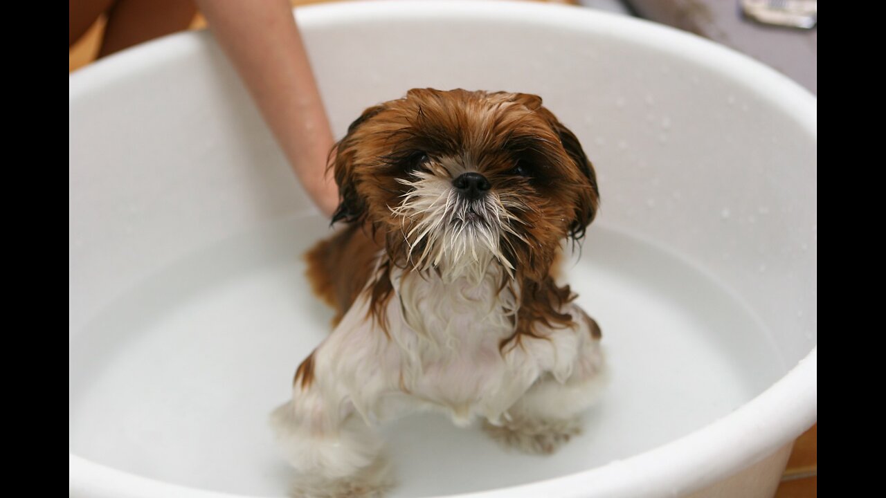 Amazing Cute Pomeranian Puppy Bath Funny Dogs Puppies