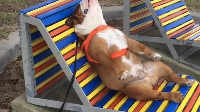 Lazy bulldog sprawls out at the beach