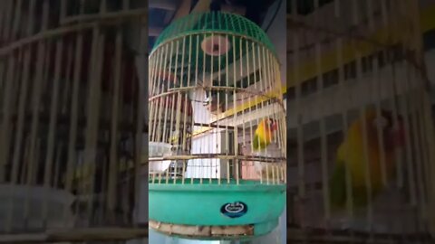 Lovebird Tidak Mahu Diam