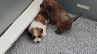 M Litter - After Dinner