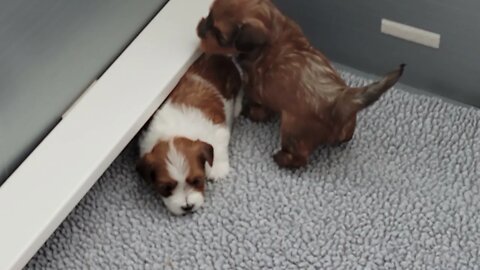 M Litter - After Dinner