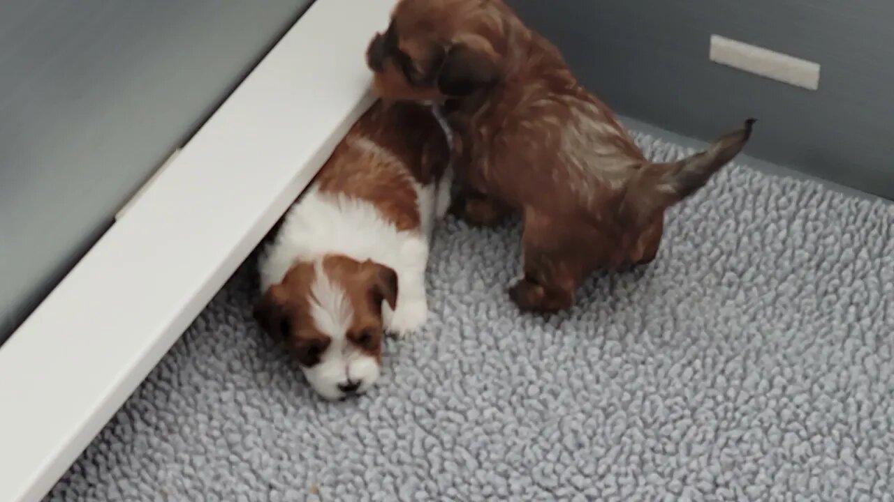 M Litter - After Dinner