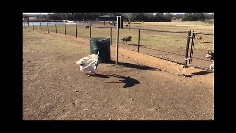 Funny Animals