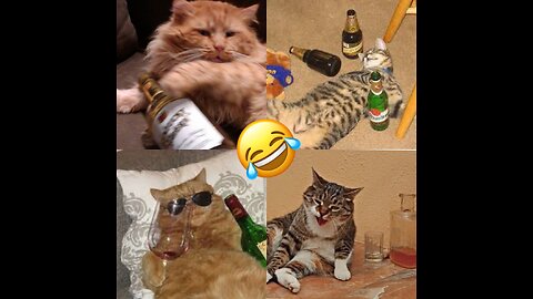 😱 Watch This Hilarious Cat Drunk Video and Try Not to Laugh [2023 Edition]" #viralvideos #2023