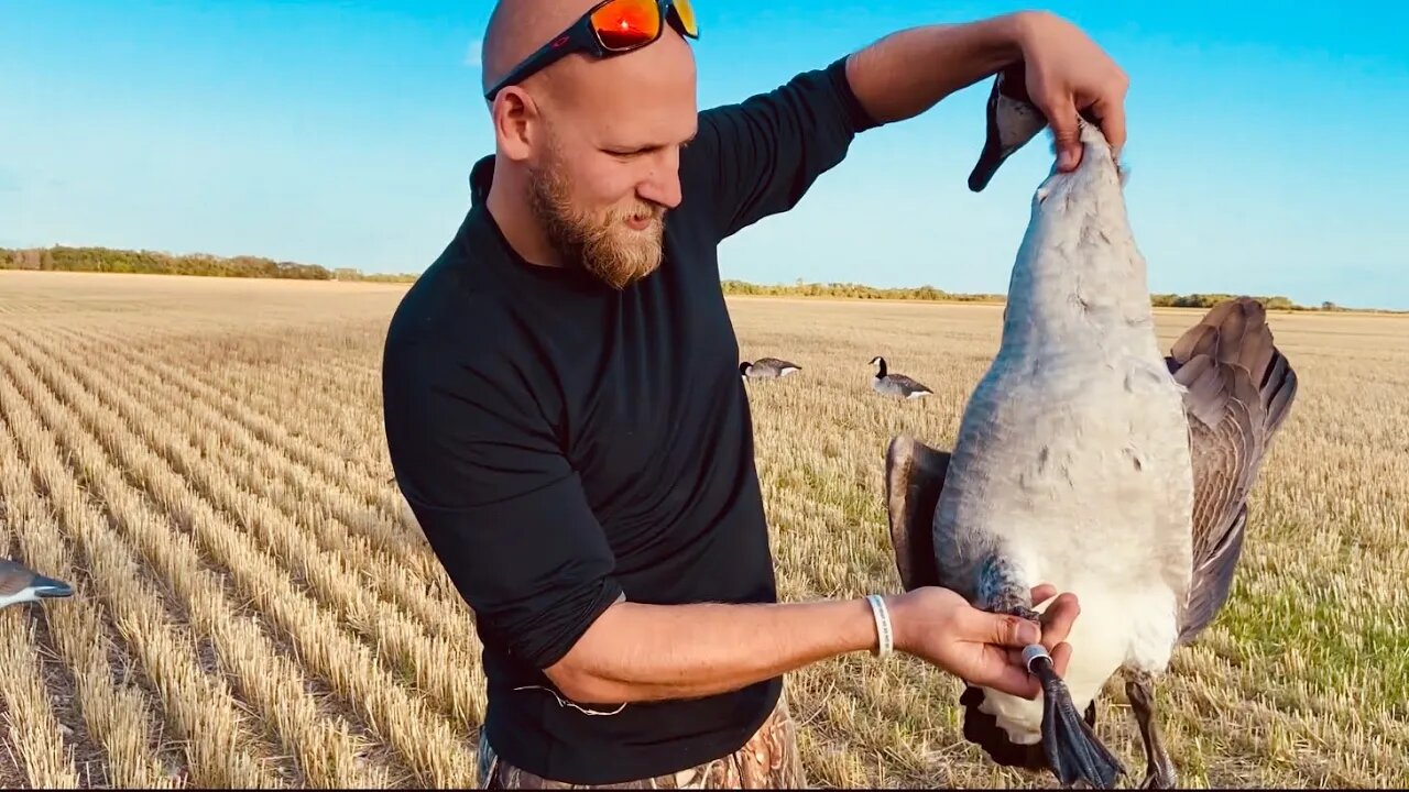 Early Season (2021) GOOSE HUNTING from Western Manitoba, 4-Man Limit in a Wheat Field