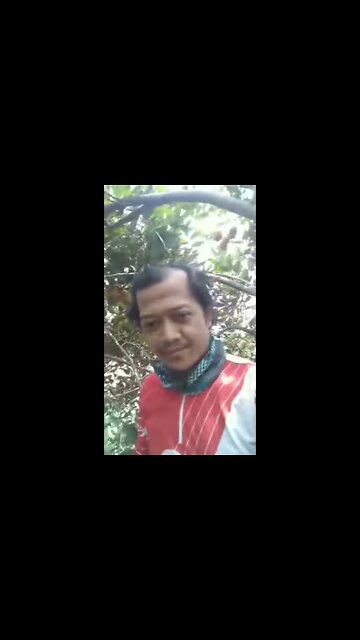 Panen Rambutan #shorts