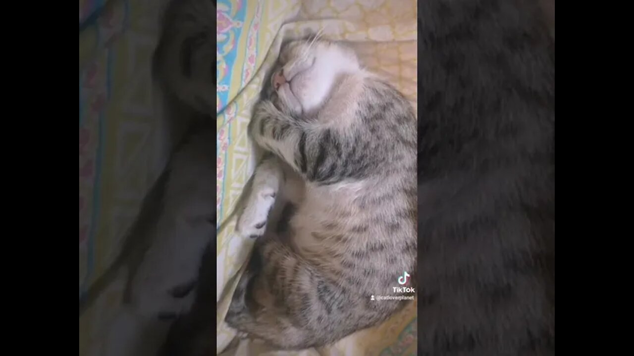 This will melt your heart - 6 weeks kitten Sleeping in lap - Tiktok Kittens Video 😂