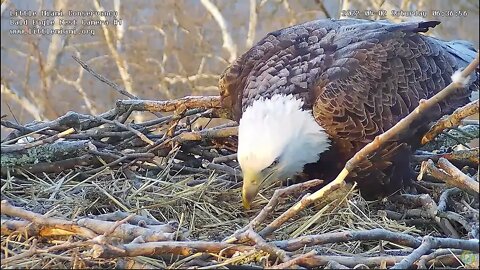 LMC Eagles - First feeding