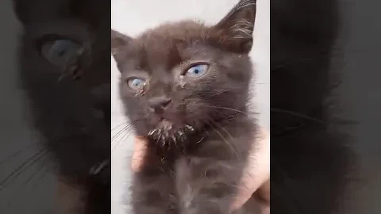 Gatinhos da Dona Cida já fez amizade com o cachorro!