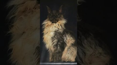 Big cats