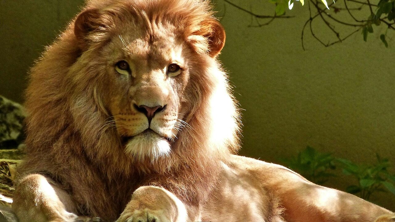 Lion Family Chronicles: Love, Dominance, and Cubs!