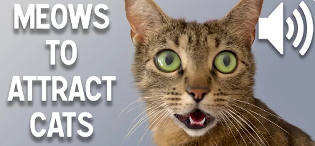 Sounds that attract cats - Meow to make cats come to you