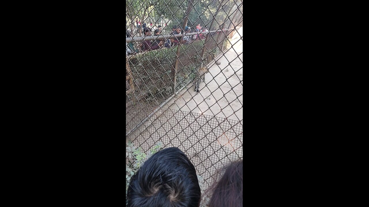 🐆 leopard people's are watching