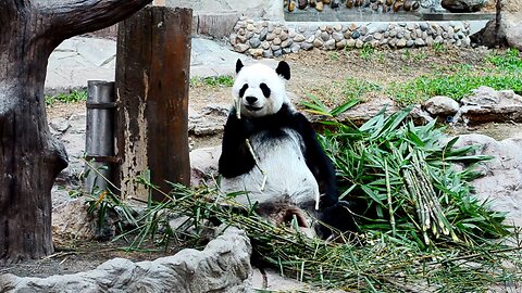 Eating panda and squirrel