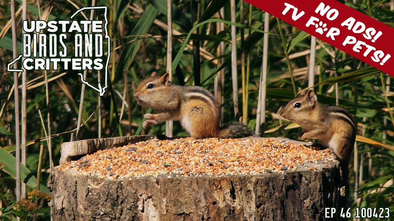 Upstate Birds And Critters: Ep 46 — 100423 [ No ads ] Cat And Dog TV