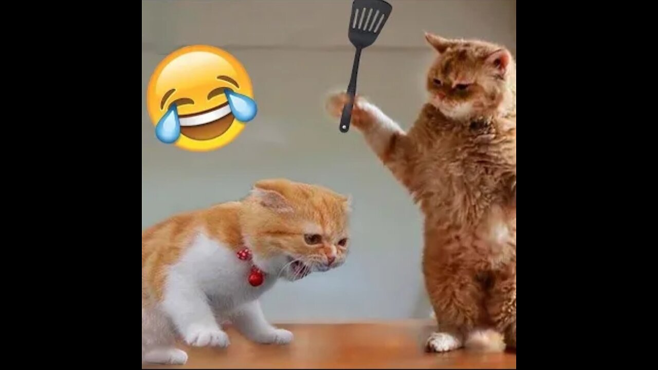 Best Funny Animal Videos