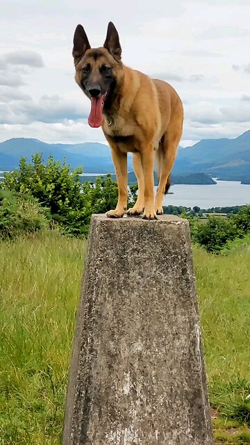 A Belgian Malinois In Scotland