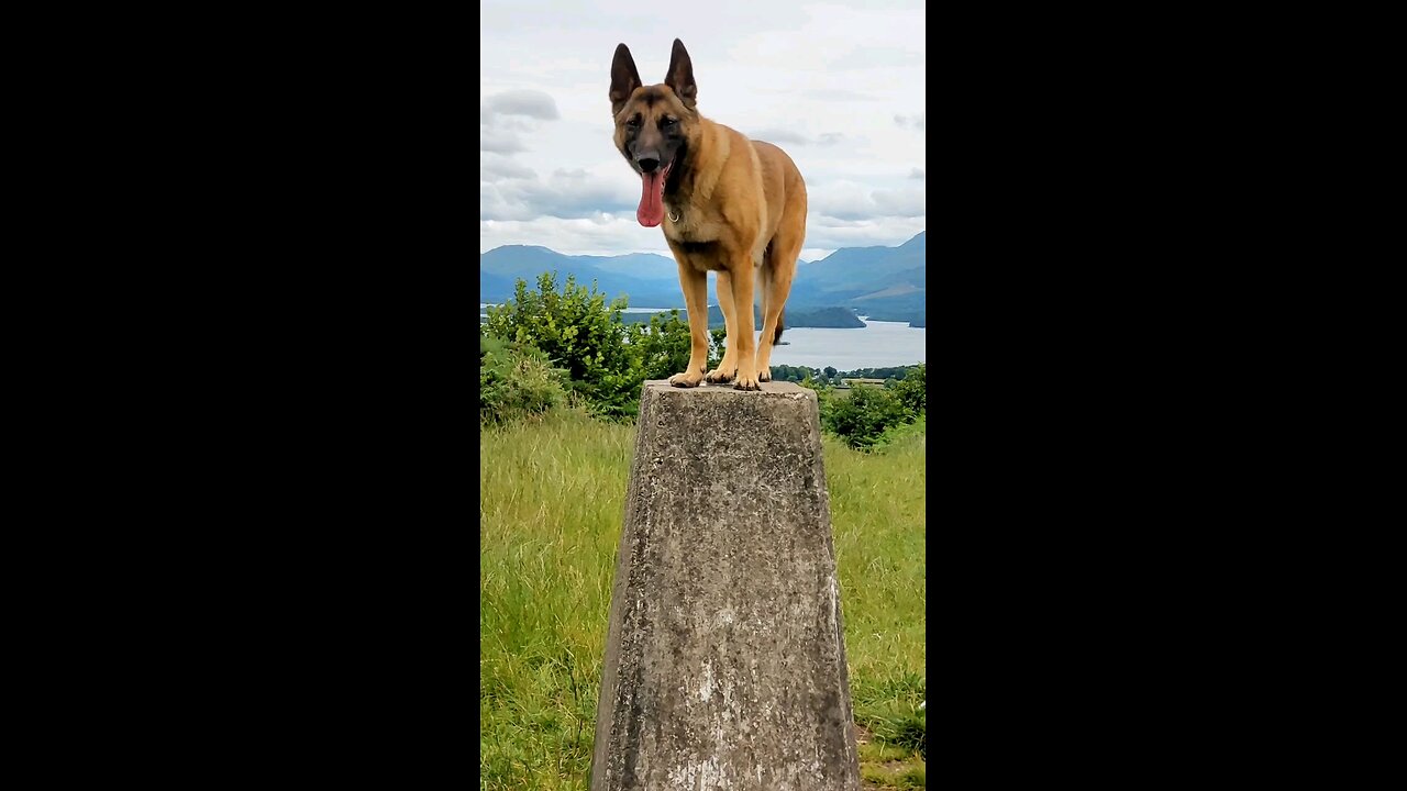 A Belgian Malinois In Scotland