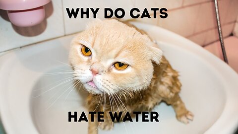 why do cats hate water