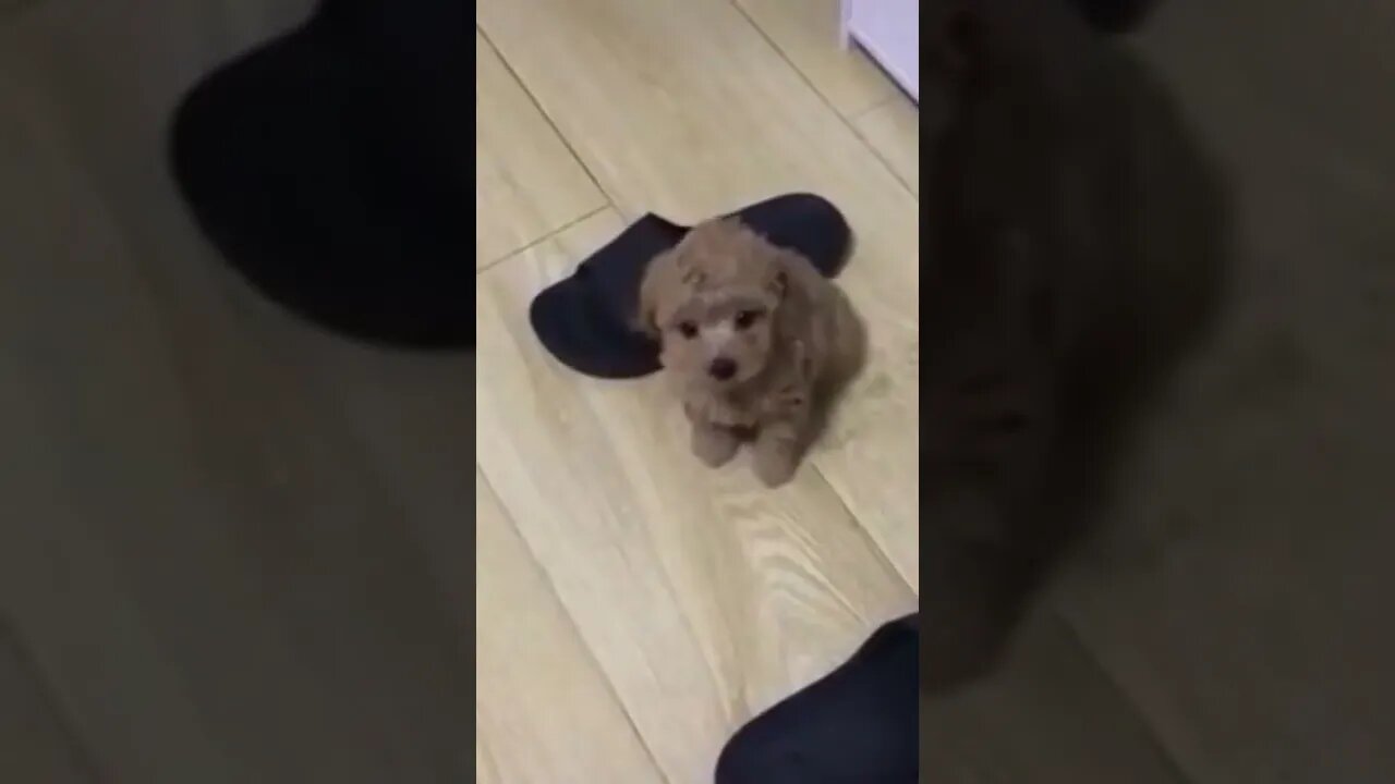 Beautiful little puppy barking #shorts #dog #doglover