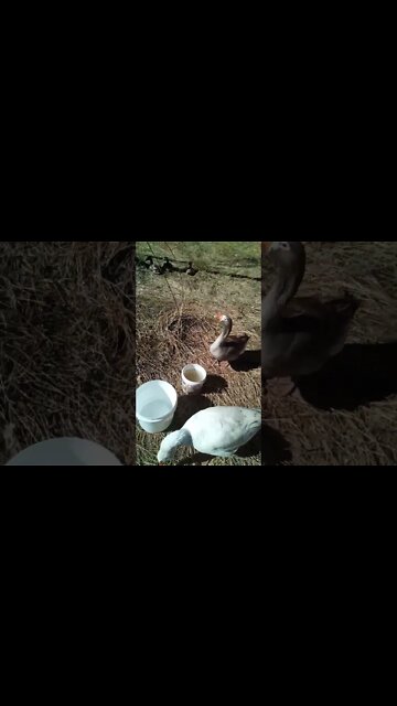 This is Patch and Mothergoose. Patch can also be patted but not cuddled like Ezra