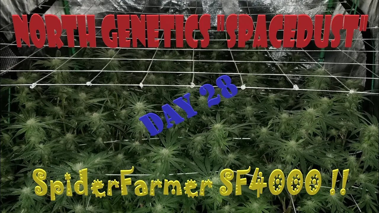 "Summer Stock II" ep6 #NorthGenetics #Spacedust 👽 #SpiderFarmer #sf4000 day 28