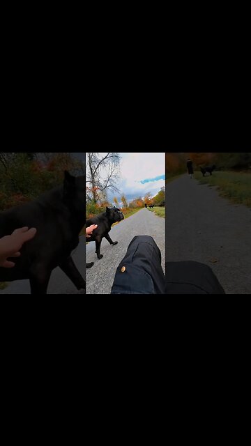 Off Leash Cane Corsos #dog #canecorso #dogtraining