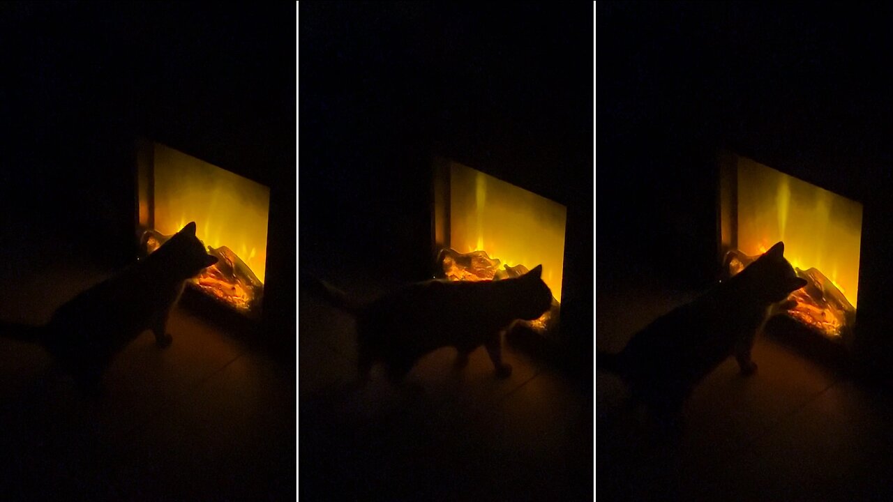 Cat becomes interested in seeing fake fire