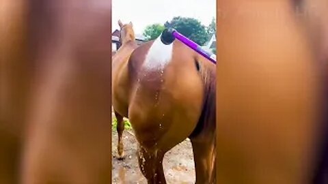 Funniest Animals 🐧 - Best Of The 2023 Funny Animal Videos 😁 - Cutest Animals Ever
