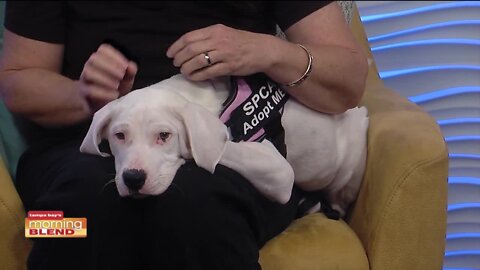 SPCA Day of Giving | Morning Blend