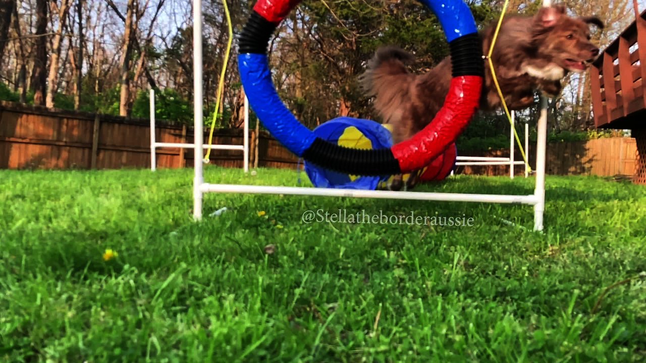 Agile dog totally misses tire jump