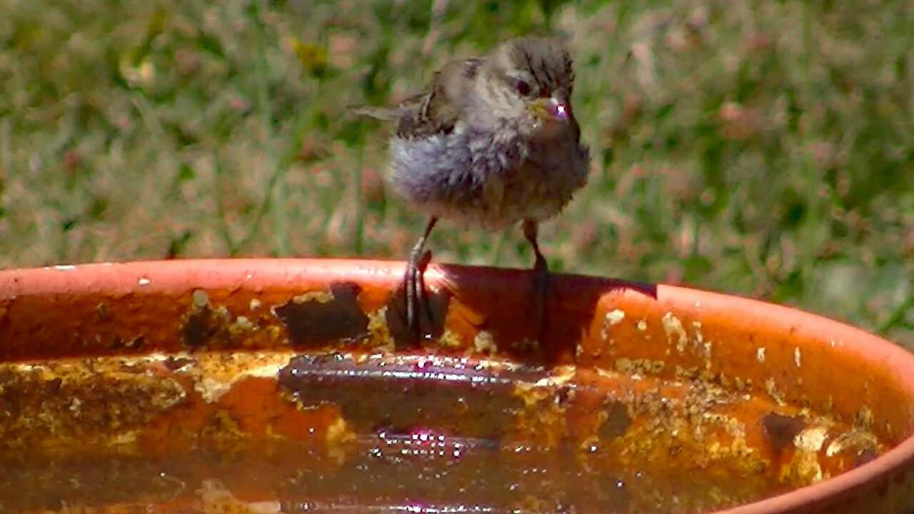 IECV NV #439 - 👀Young House Sparrow Getting A Drink Of Water 🐥7-24-2017