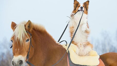 Idiom: Dog and pony show (picture, meaning, example, pronunciation)