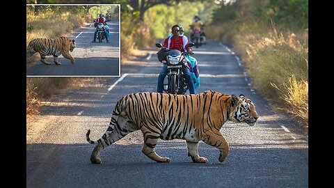 6 tiger encounters only for daring people