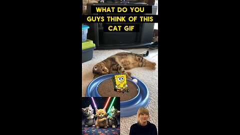 Cute Cat Gif