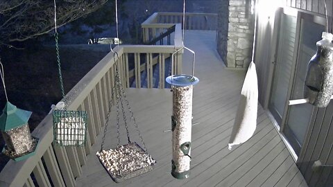 Live Stream Bird Feeder Ashvilee NC