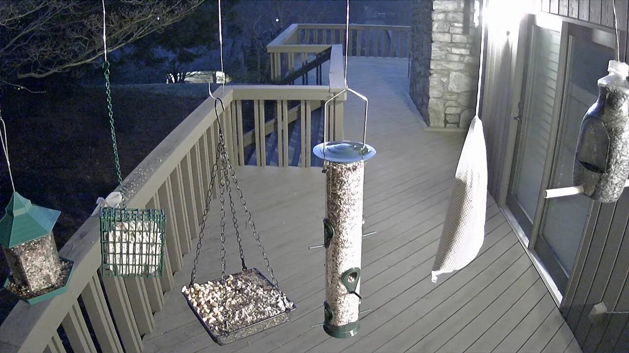 Live Stream Bird Feeder Ashvilee NC